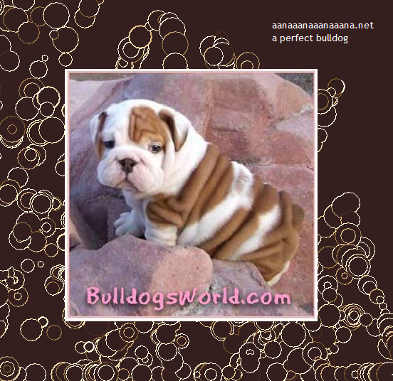 a perfect bulldog